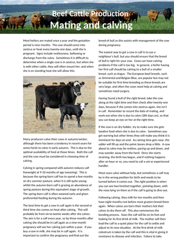 Beef cattle - Mating and Calving