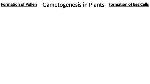 A Level (Edexcel) Gametogenesis