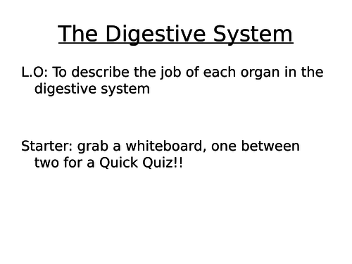 The Digestive System (year 7)