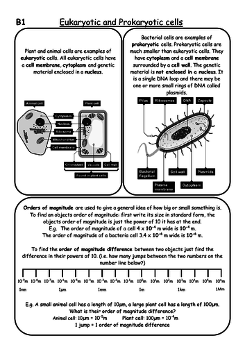 AQA GCSE Biology Paper 1 Revision Notes | Teaching Resources