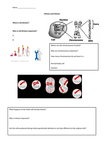 Mitosis and Meiosis Worksheet | Teaching Resources