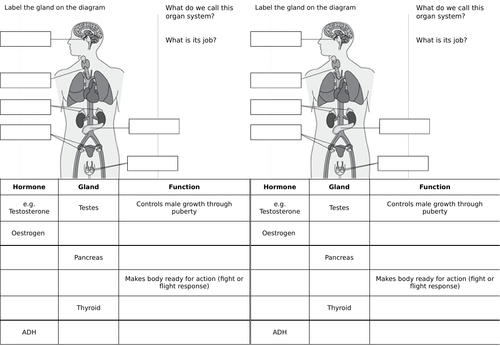 AQA Hormones and the Endocrine System