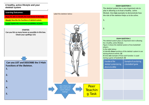 Skeletal System Learning Mat