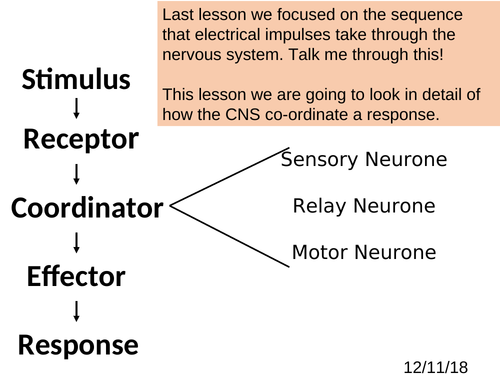 Reflex Arc