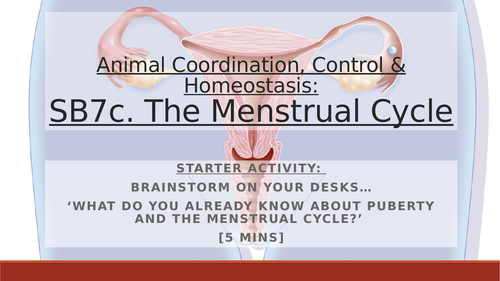 The Menstrual Cycle - GCSE