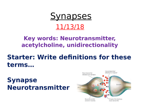 Synapse lessons- AQA Biology A level