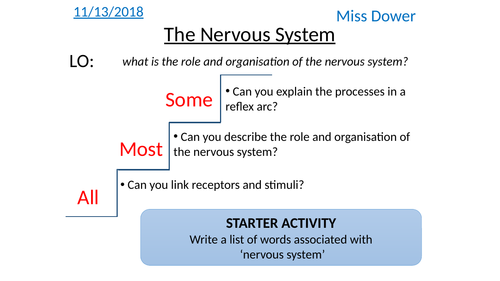 The Nervous System