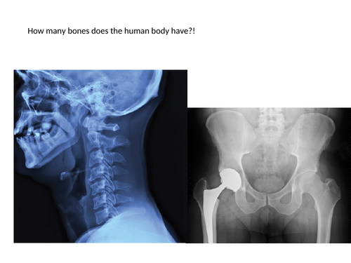 Skeleton - KS3