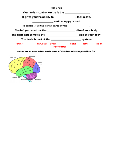 THE BRAIN- SEN Intro to it's function and jobs each part does