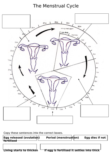 GCSE Menstrual cycle and contraception