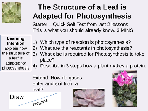 The Structure of a Leaf is Adapted for Photosynthesis Outstanding Lesson AQA GCSE Biology New 9-1