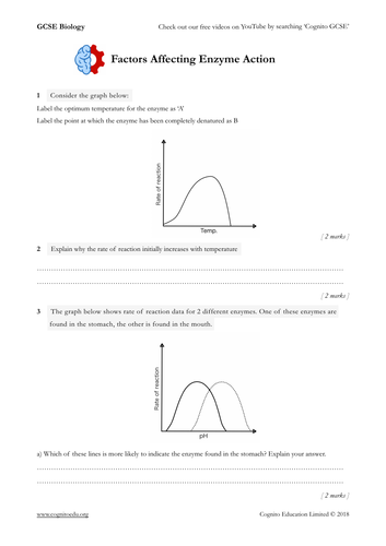 GCSE Biology (9-1) - Factors Affecting Enzyme Action - Worksheet