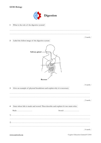 GCSE Biology (9-1) - Digestive System - Worksheet & Video