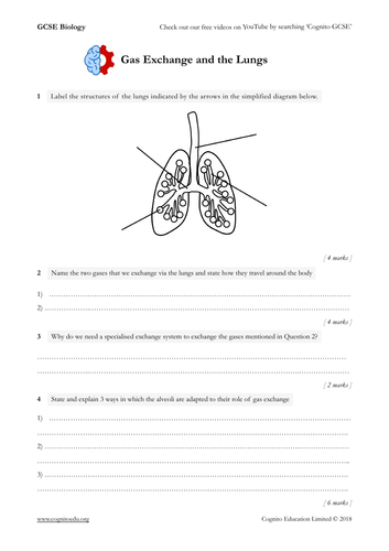gcse-biology-9-1-gas-exchange-and-the-lungs-worksheet-teaching-resources