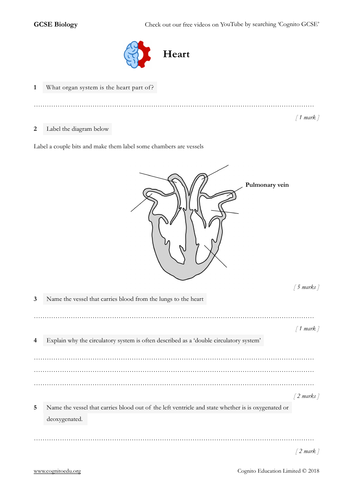 GCSE Biology (9-1) - Heart - Worksheet & Video | Teaching Resources