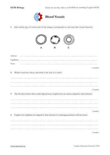 gcse biology 9 1 blood vessels worksheet answers teaching resources