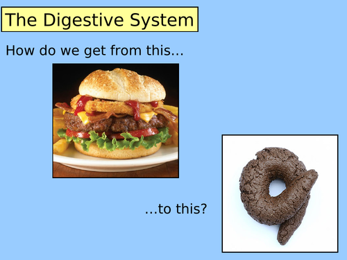 KS2 - Year 3/4 - Science - Digestive System Powerpoint