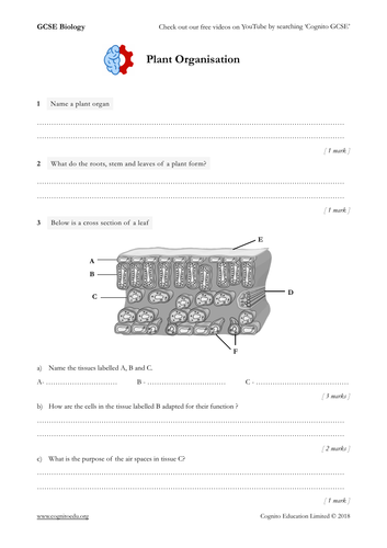 plant structure and function worksheet