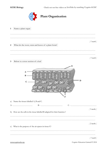 GCSE Biology (9-1) - Plant Organisation and Structure of a Leaf - Worksheet & Video