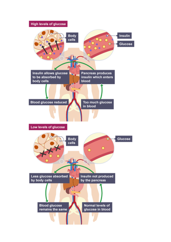 B3 Controlling blood glucose levels resources for OCR gateway science(9-1)