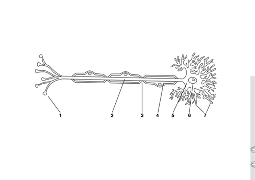 Unit 4 Anatomy and Physiology Diagrams for labelling
