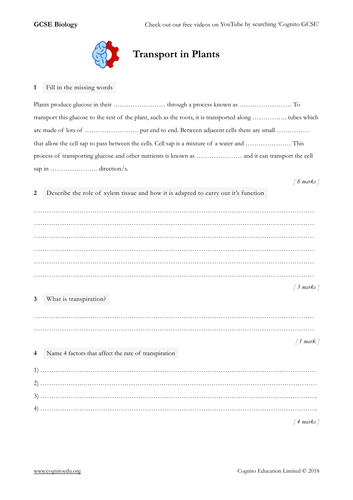 GCSE Biology (9-1) - Transport in Plants - Translocation and Transpiration - Worksheet & Answers