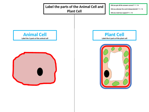 Label the Plant & Animal Cell Worksheet - SEN