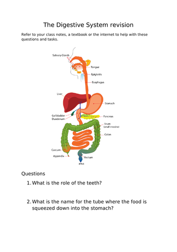 Digestive system revision