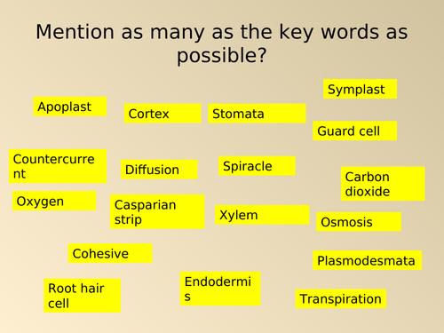 Blood vessels and their functions