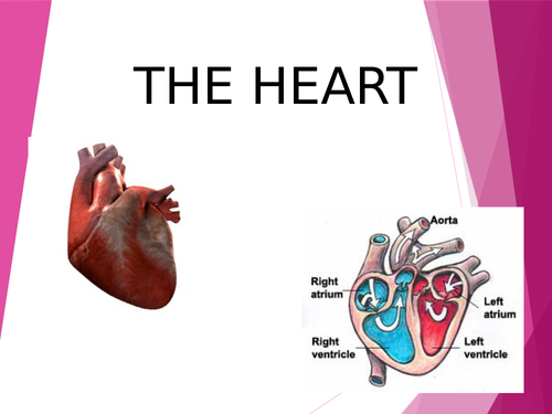 Circulatory system - how the heart works - Y5 and Y6