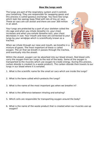 The respiratory system - how the lungs work - Y5 & Y6