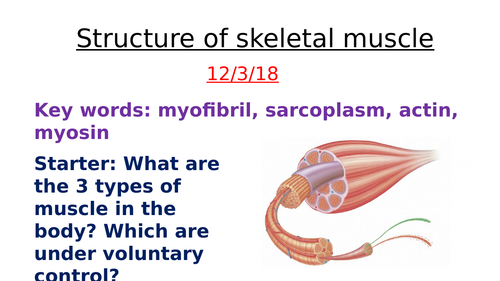 Muscles and sliding filament- AQA Biology A level