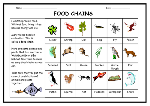 Food Chains - Worksheet + PowerPoint | Teaching Resources