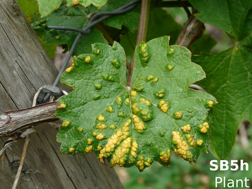 Edexcel SB5h Plant Diseases