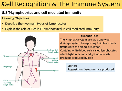 T and B Cells