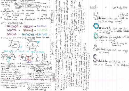 AQA biology a level biological molecules summary sheets