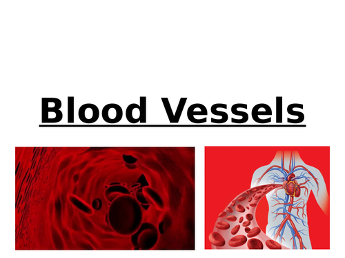 3.3.4.1 AS level Biology AQA - Mass Transport in Humans