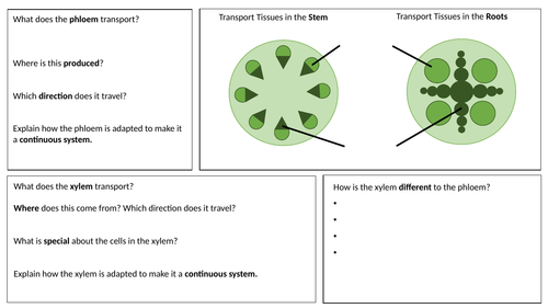 Transport Tissues (Xylem & Phloem) Research/Summary Sheet