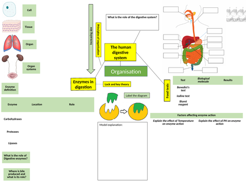 AQA Organisation revision