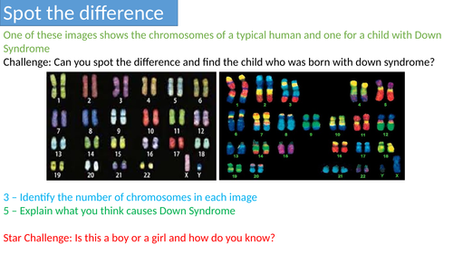 AQA GCSE Mitosis lesson