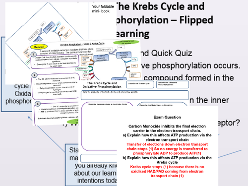 Krebs Cycle and Oxidative Phosphorylation Double Lesson Aerobic Respiration A Level Biology OCR A