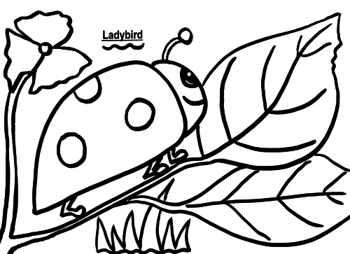 Ladybird Colouring Sheet | Teaching Resources