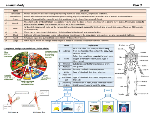 Human Body Knowledge Organiser