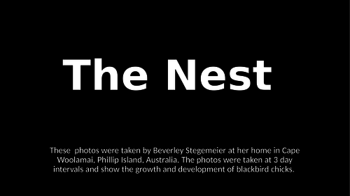 Life cycle of a bird - watch me grow