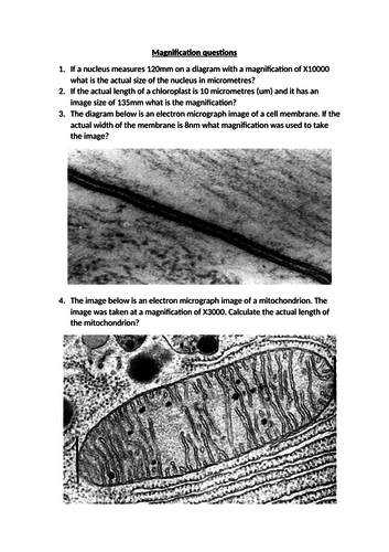 GCSE or A-level Biology magnification questions