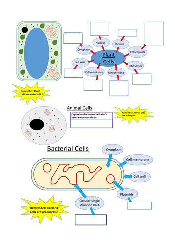 Types of Cell; Animal, Plant, Bacterial - Biology GCSE ...