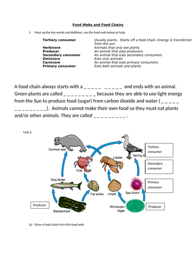 food web worksheet