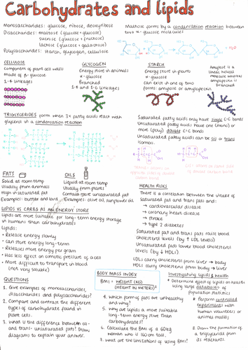 IB Biology Carbohydrates and Lipids