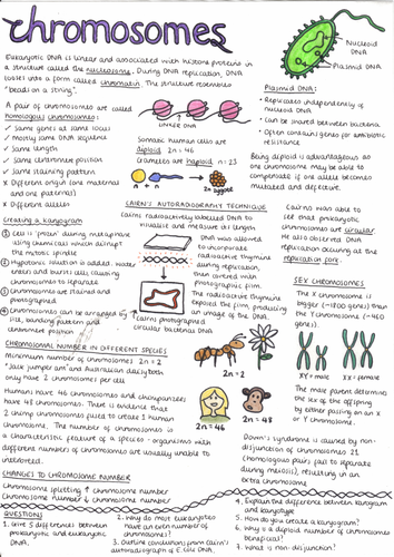 IB Biology Genetics: Chromosomes