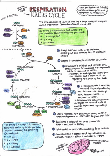 A-Level Biology Respiration: Krebs Cycle